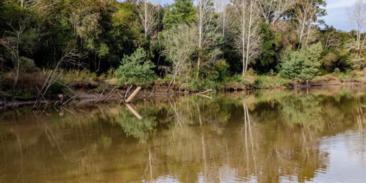 Ciervo de los Pantanos, el Parque Nacional que protege al cérvido más grande de Sudamérica