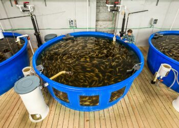 La acuicultura terminará el año con una producción récord de más de 8.000 toneladas