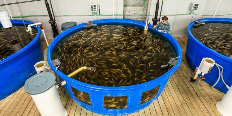 La acuicultura terminará el año con una producción récord de más de 8.000 toneladas