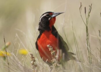 Al sudoeste de la provincia de Buenos Aires, una pequeña ave encontró un oasis para salvarse de la extinción