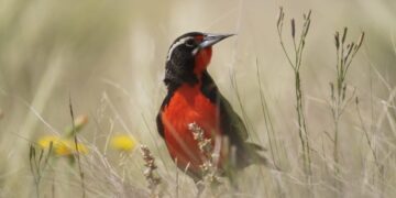 Al sudoeste de la provincia de Buenos Aires, una pequeña ave encontró un oasis para salvarse de la extinción