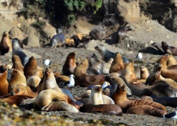 Se registraron más de 200 muertes de lobos marinos en las costas del Chubut en los últimos 17 días