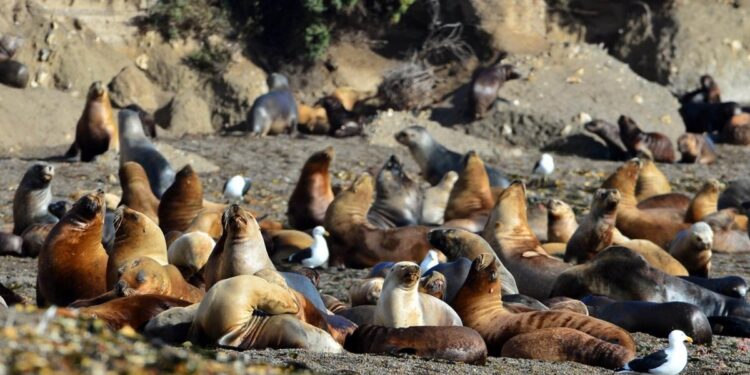 Se registraron más de 200 muertes de lobos marinos en las costas del Chubut en los últimos 17 días