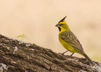 La «Alianza del Cardenal Amarillo» de la provincia de Buenos Aires ya reinsertó más de 100 aves