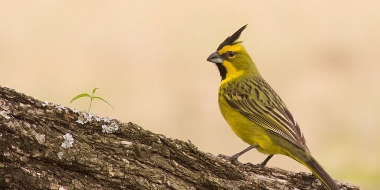 La «Alianza del Cardenal Amarillo» de la provincia de Buenos Aires ya reinsertó más de 100 aves