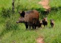 Del jabalí al cangrejo verde: advierten que en el país hay más de 700 especies exóticas invasoras