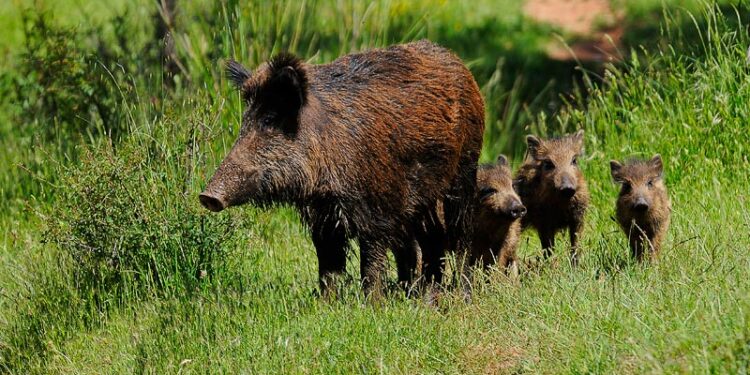 Del jabalí al cangrejo verde: advierten que en el país hay más de 700 especies exóticas invasoras