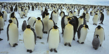 Gripe aviar: el grave impacto que podría tener si llega a la Antártida