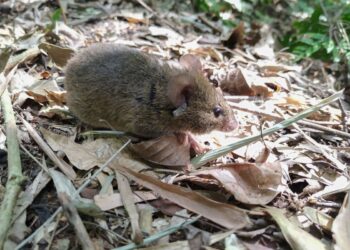Caso confirmado de hantavirus en Neuquén: se agrava la salud del paciente