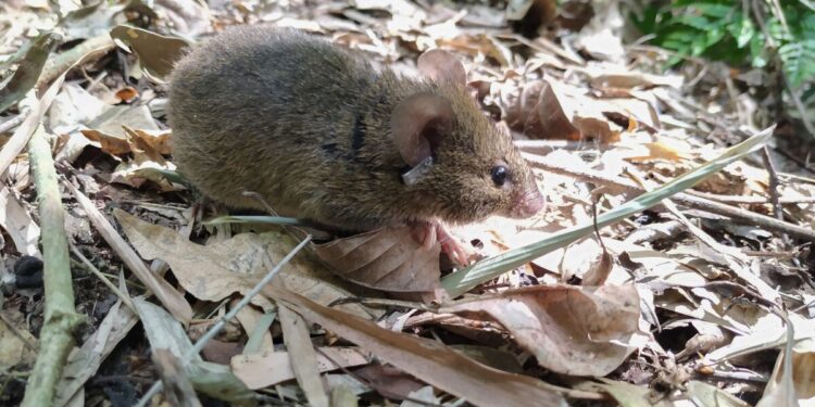 Caso confirmado de hantavirus en Neuquén: se agrava la salud del paciente