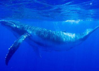 El Ministerio de Ciencia financiará un nuevo centro de investigación marina