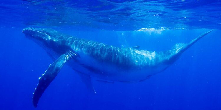 El Ministerio de Ciencia financiará un nuevo centro de investigación marina