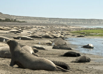 Murieron más de 1.300 crías de elefantes marinos en las costas de Chubut por gripe aviar