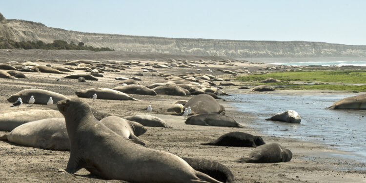 Murieron más de 1.300 crías de elefantes marinos en las costas de Chubut por gripe aviar
