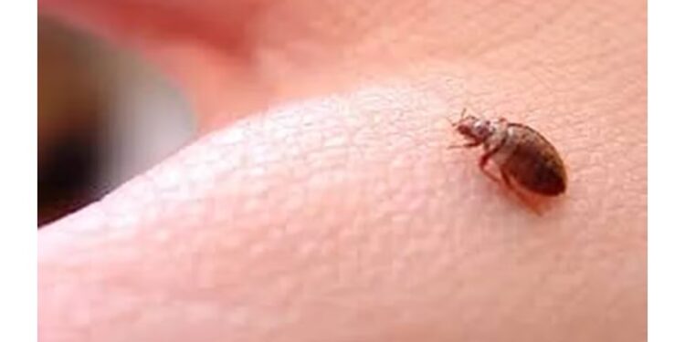 Alerta en varias ciudades del mundo por la plaga de chinches que habitan en camas y el transporte público