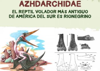 Encontraron en Río Negro restos fósiles del reptil volador más antiguo de América del Sur