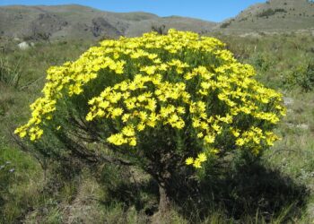 Se viene una jornada interesante sobre plantas nativas