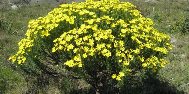 Se viene una jornada interesante sobre plantas nativas