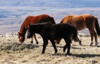 Caballos en el Parque: “Haya o no haya virus, tienen que tener un control”