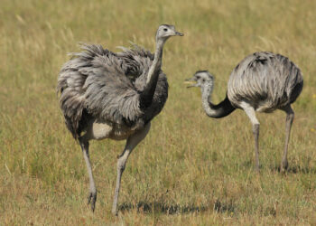 Condenan a 5 personas por abigeato y por cazar ñandúes en Bahía Blanca y Punta Alta