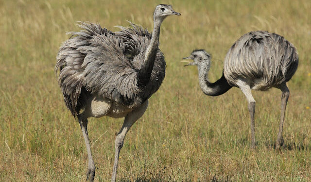 Condenan a 5 personas por abigeato y por cazar ñandúes en Bahía Blanca y Punta Alta