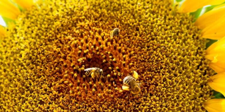 Científicos argentinos lograron adiestrar abejas para dirigirlas a cultivos específicos