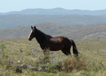 Una ONG alerta sobre la crisis sanitaria que podría vivir la comarca por los caballos en el Parque Provincial