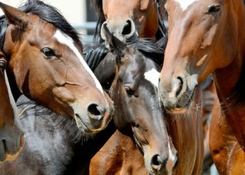El Senasa confirmó dos casos de encefalomielitis equina