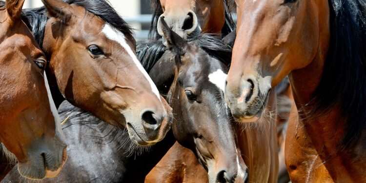 El Senasa confirmó dos casos de encefalomielitis equina