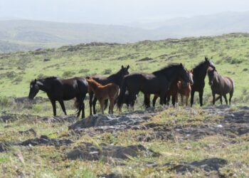 “Los pumas están ayudando a controlar la proliferación de caballos en el parque”