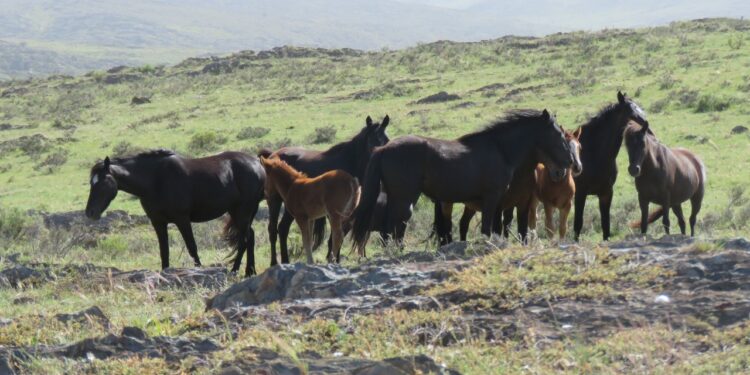 “Los pumas están ayudando a controlar la proliferación de caballos en el parque”