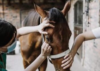 Amplían los controles para contener un nuevo brote de encefalomielitis equina