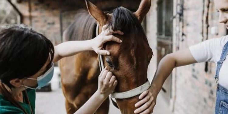 Amplían los controles para contener un nuevo brote de encefalomielitis equina