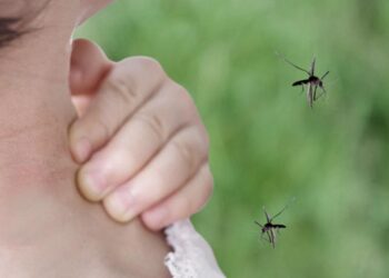 Pico de mosquitos en el AMBA: alerta por la especie vectora de la encefalitis equina