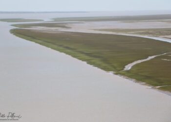 Bahía Blanca: ambientalistas calificaron como «muy grave» el derrame de petróleo