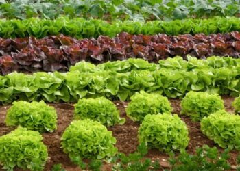 Investigadores e investigadoras de Conicet hallaron ibuprofeno en un tipo de lechuga