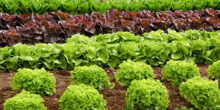 Investigadores e investigadoras de Conicet hallaron ibuprofeno en un tipo de lechuga