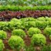 Investigadores e investigadoras de Conicet hallaron ibuprofeno en un tipo de lechuga