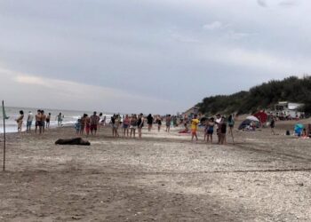 Qué hacer frente a la aparición de animales silvestres en ambientes turísticos