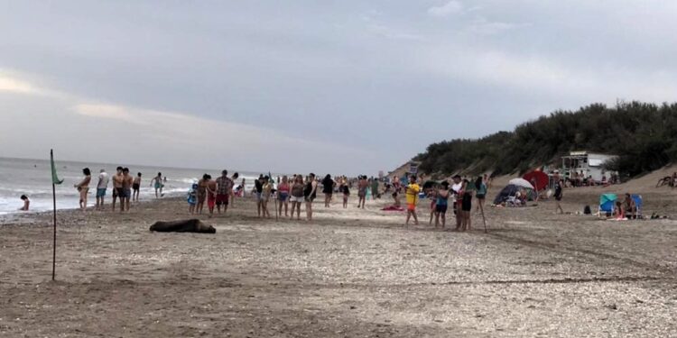 Qué hacer frente a la aparición de animales silvestres en ambientes turísticos