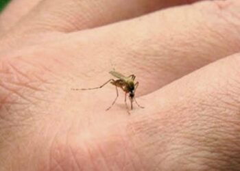 Gustavo Díaz: “Las condiciones están dadas para que tengamos dengue”