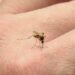 Gustavo Díaz: “Las condiciones están dadas para que tengamos dengue”