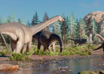 El Conicet halló una nueva especie de dinosaurio herbívoro de cuello largo