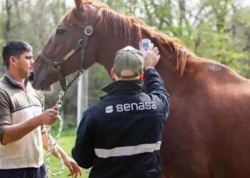 Encefalomielitis equina: “En la región hay casos”
