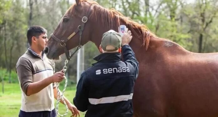 Encefalomielitis equina: “En la región hay casos”