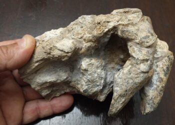 Encontraron manos y patas completos de un animal que vivió hace 500.000 años