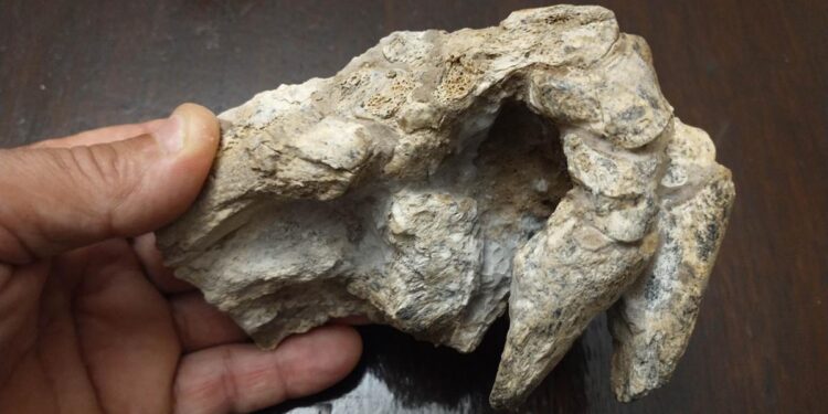 Encontraron manos y patas completos de un animal que vivió hace 500.000 años