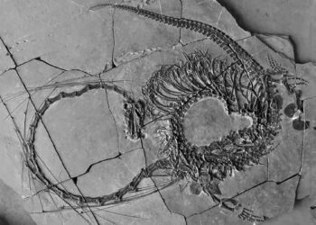 Hallaron fósiles que revelan un «dragón chino» de 240 millones de años
