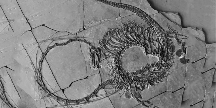 Hallaron fósiles que revelan un «dragón chino» de 240 millones de años
