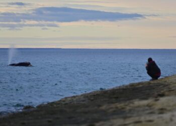 ¿Cómo cantan las ballenas?: descubrieron un sistema único existente en sus laringes